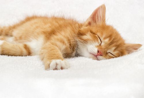 Este 8 de agosto se conmemora el Día Internacional del Gato