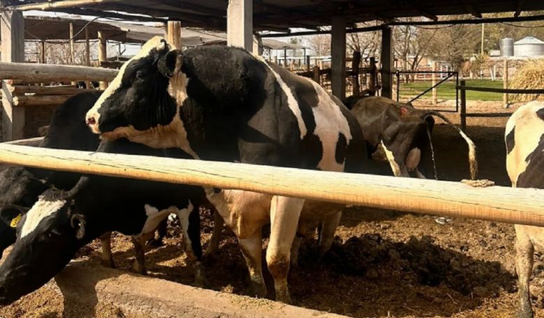 Un toro overo mató a un productor en un tambo de Villa María