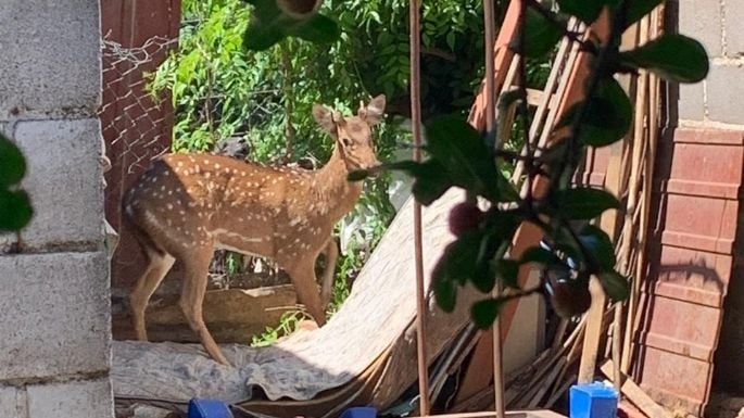 Apareció un ciervo en el patio de una vivienda