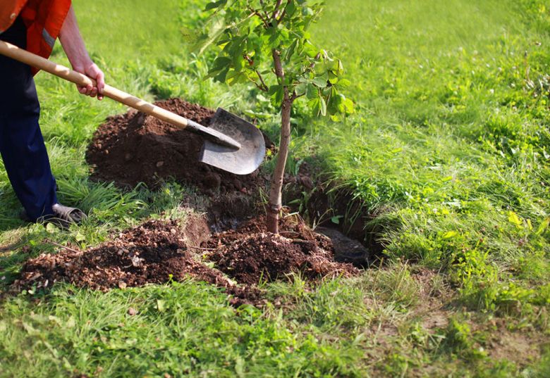 Más de 3 mil árboles ya fueron entregados y plantados en lo que va del 2024