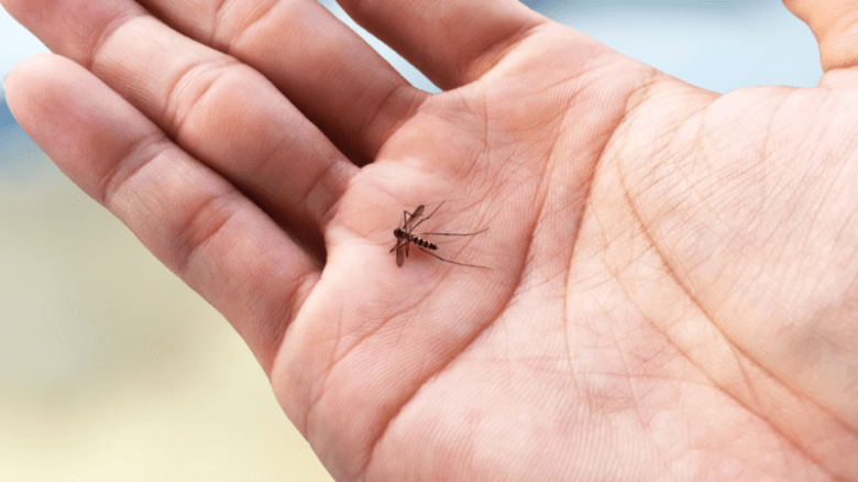 El brote de dengue se adelantó 13 semanas: ¿Cuándo llegan las vacunas a las farmacias?