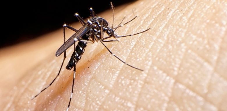 Ya son cinco los casos de dengue autóctonos en la provincia de Córdoba