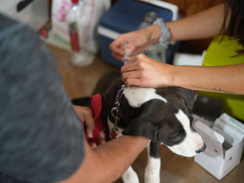 Se colocaron más de 1000 dosis durante los primeros cinco días campaña