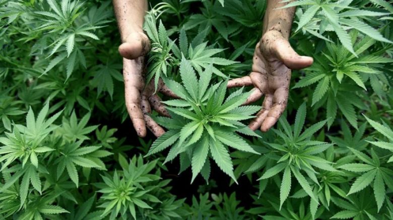 El negocio del cannabis quedó oficializado en Argentina