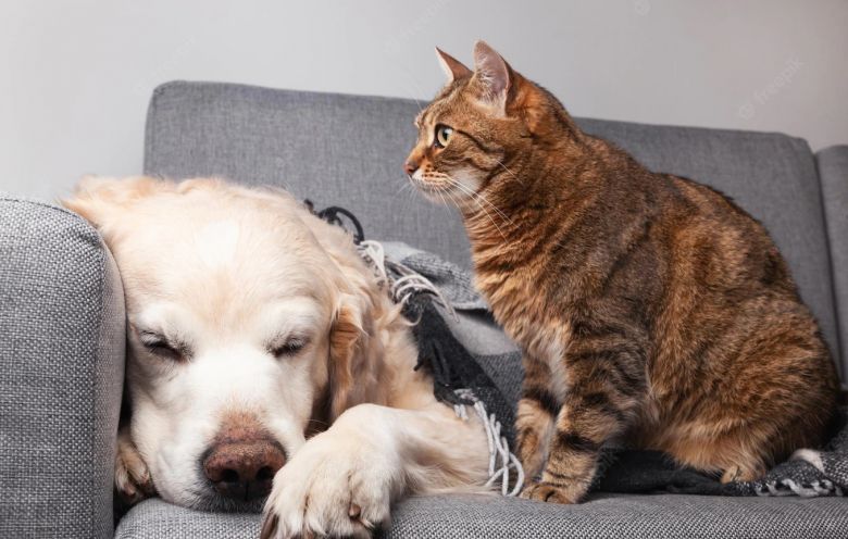 Frío, frazadas y bigotes: como cuidar a nuestras mascotas en invierno