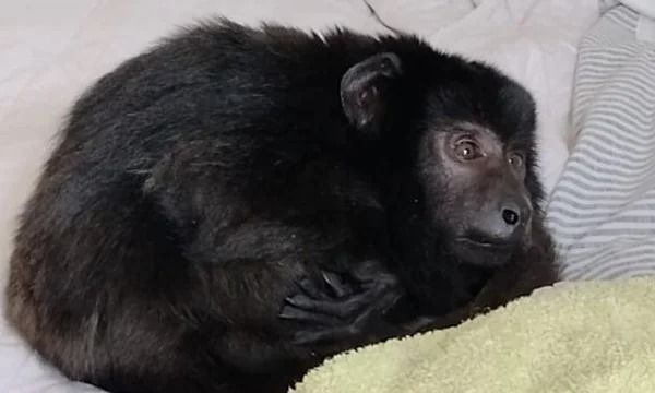 El triste y desgarrador final del mono Coco, el que fue rescatado de un placard en una fiesta electrónica