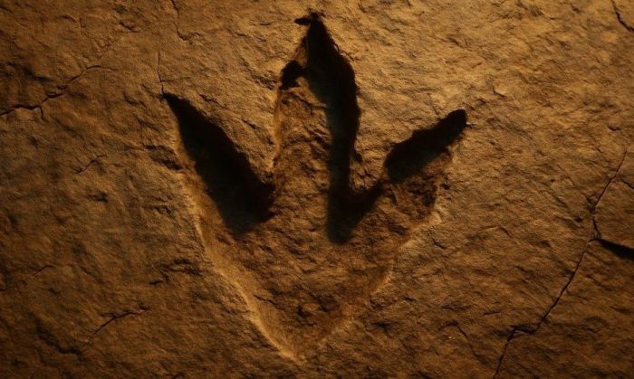Huellas fósiles revelan pastoreo entre diferentes especies de dinosaurios