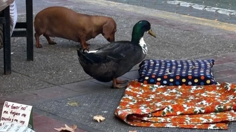 El abogado del "Pato Juan" confirmó que fue adoptado por otro Municipio de Mendoza tras la polémica