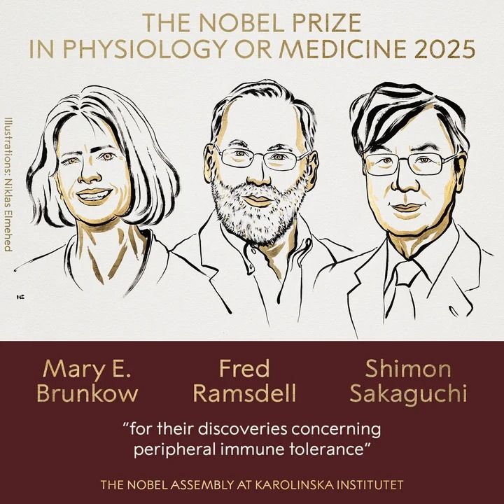 El Premio Nobel de Medicina fue para Brunkow, Ramsdell y Sakaguchi
