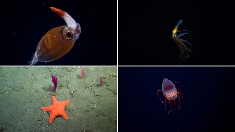 El streaming de cient&iacute;ficos del CONICET gan&oacute; el Mart&iacute;n Fierro de Oro