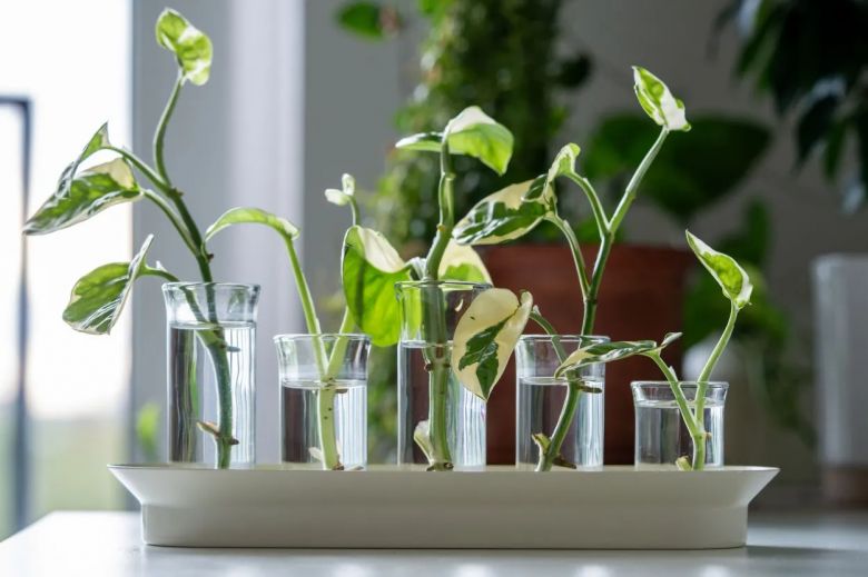3 plantas ideales para propagar en agua y llenar tu casa de verde
