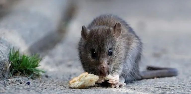 El Malbr&aacute;n descubre una nueva variante de hantavirus en roedores de Tierra del Fuego